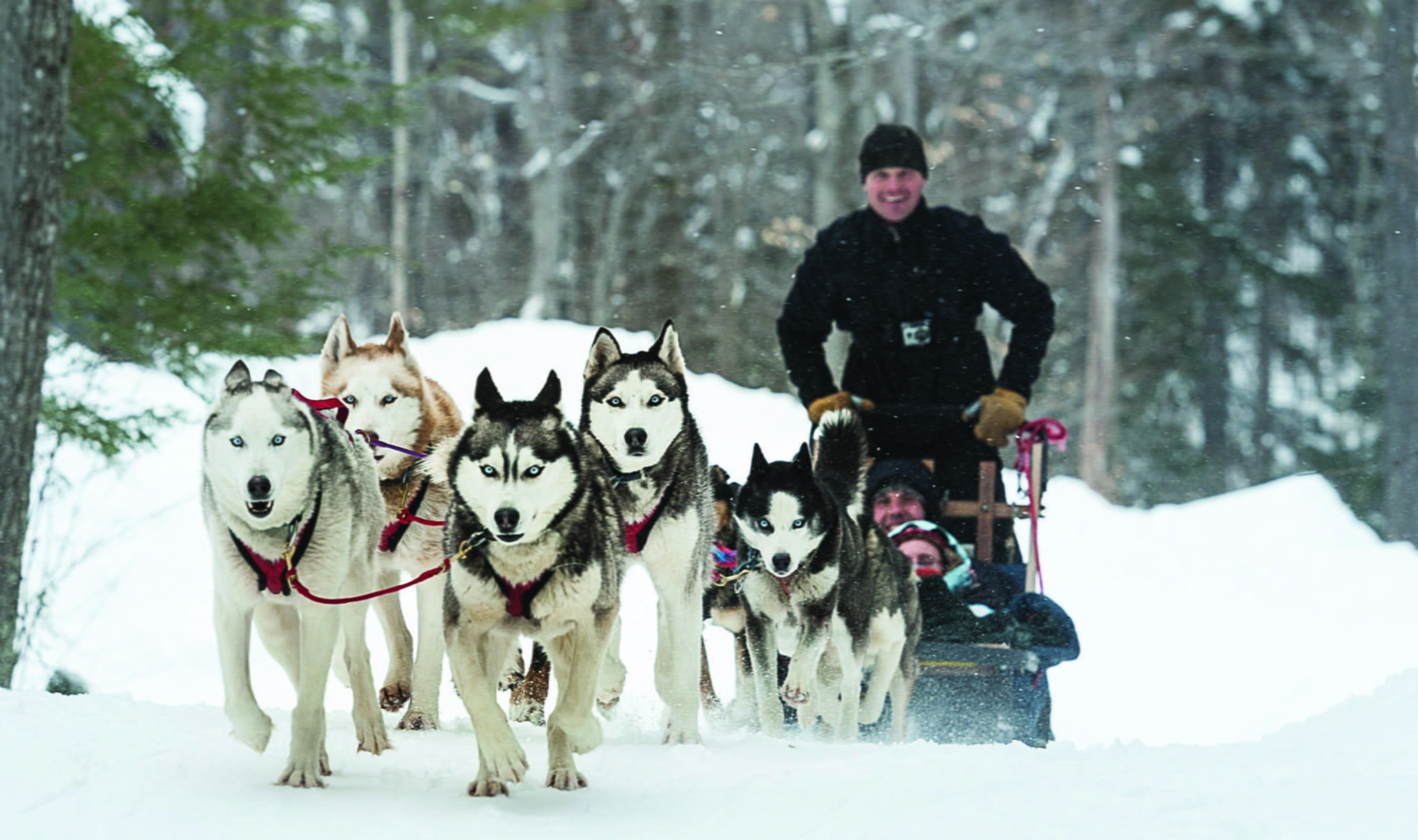 Dog Sled Tours By Green Mountain Mushers At Stratton Mountain Resort ...